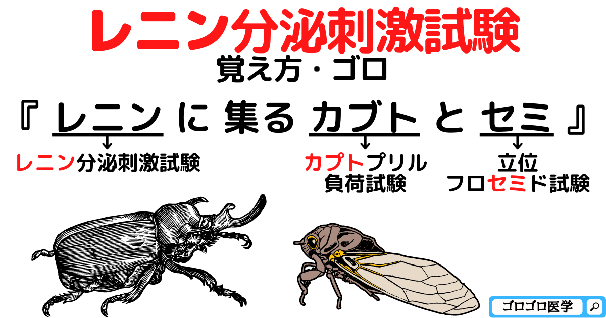 【レニン分泌刺激】立位フロセミド試験・カプトプリル負荷試験の覚え方・ゴロ ゴロゴロ医学 【レニン分泌刺激】立位フロセミド試験・カプトプリル負荷試験の覚え方・ゴロ ゴロゴロ医学