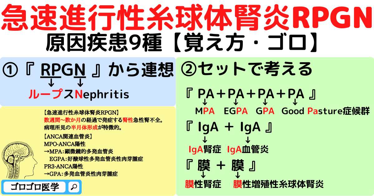 急速進行性糸球体腎炎RPGNの原因疾患の覚え方・ゴロ【CBT国試対策】 - ゴロゴロ医学