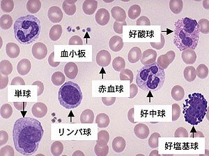 赤血球-白血球（分葉好中球-桿状好中球-好酸球-好塩基球-単球-リンパ球）-血小板の見分け方の覚え方・ゴロ【血球形態の特徴】