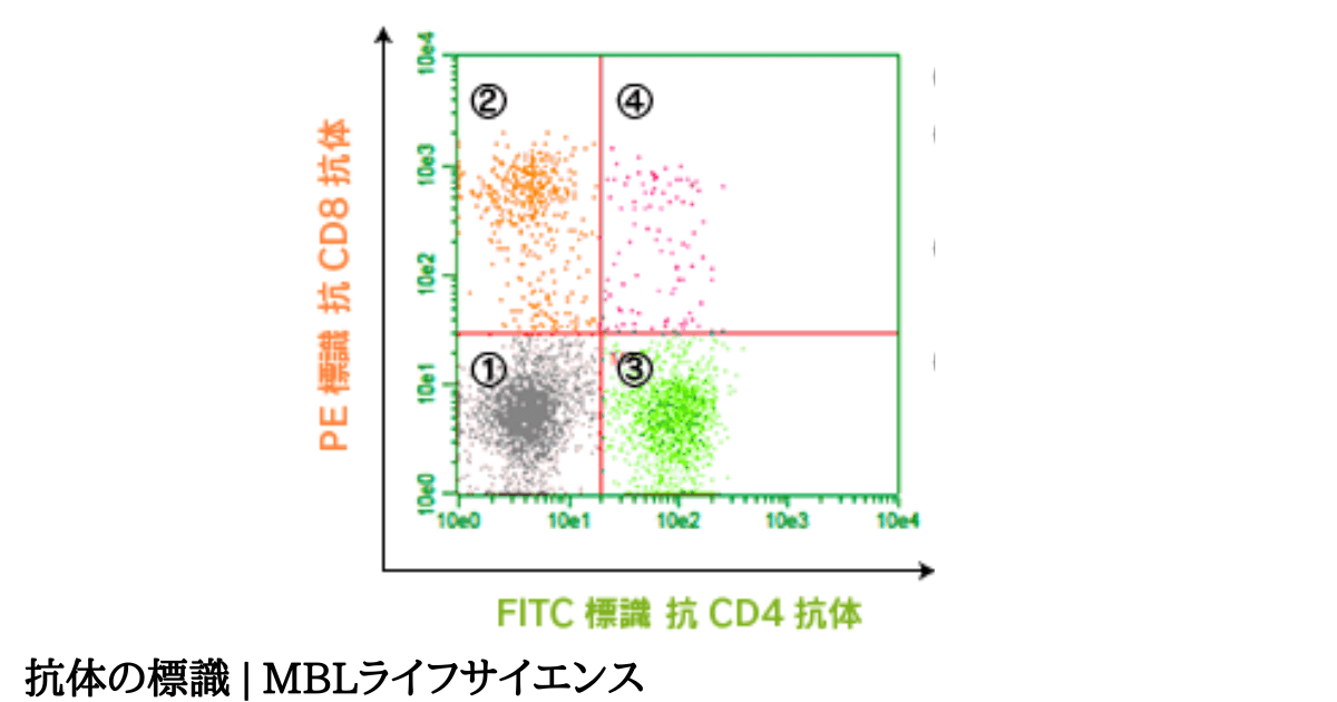 【CD分類】T細胞-B細胞-NK細胞の表面マーカーの覚え方・ゴロ - ゴロゴロ医学