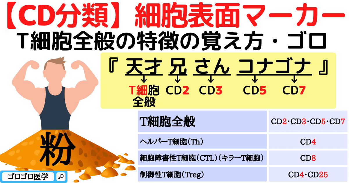T細胞 表面マーカー – 各種血液細胞の代表的な細胞表面マーカー – BAHL