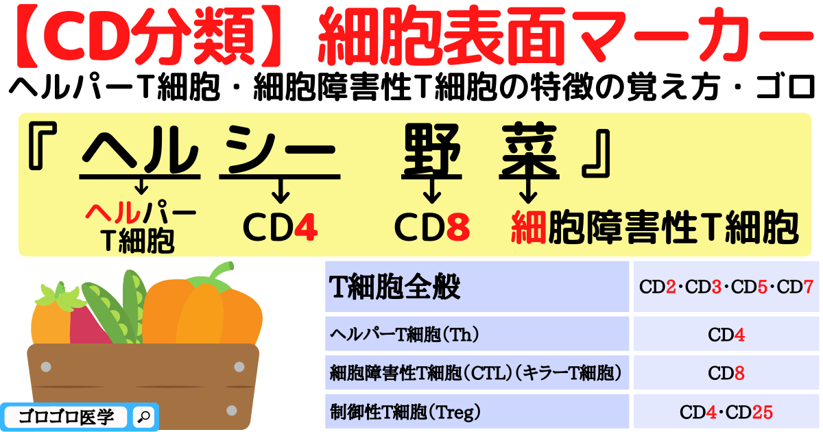 【CD分類】T細胞-B細胞-NK細胞の表面マーカーの覚え方・ゴロ - ゴロゴロ医学