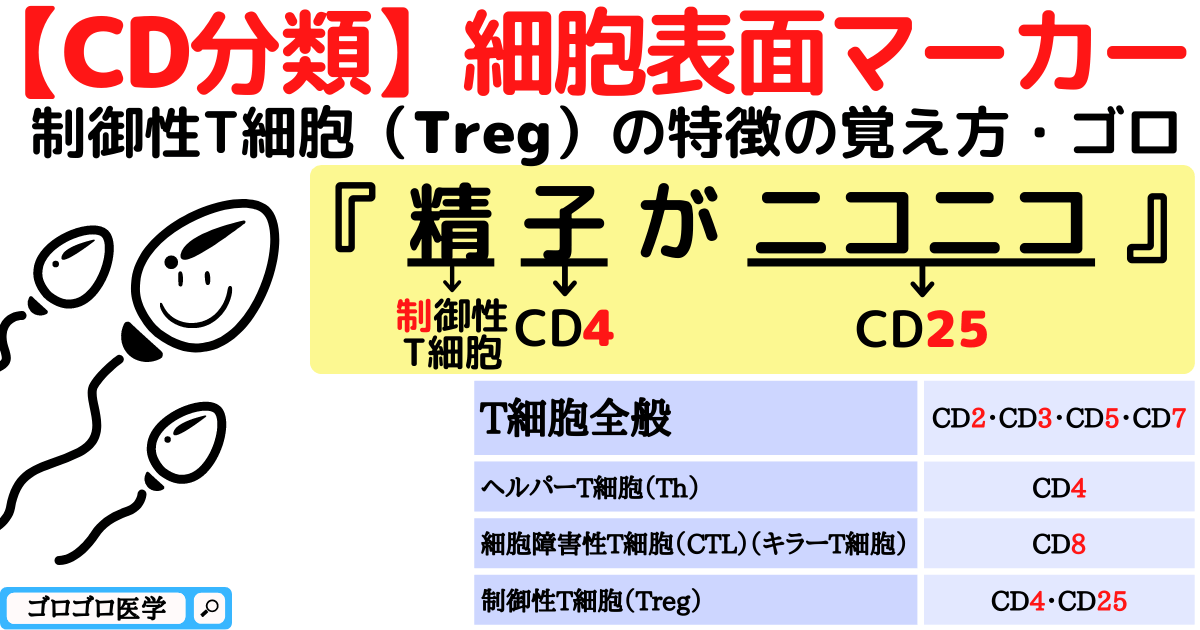 【CD分類】T細胞-B細胞-NK細胞の表面マーカーの覚え方・ゴロ - ゴロゴロ医学