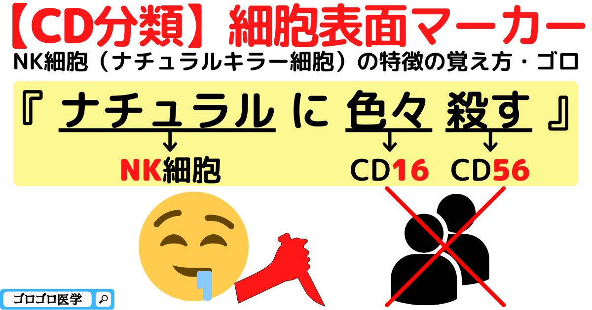 【CD分類】T細胞-B細胞-NK細胞の表面マーカーの覚え方・ゴロ - ゴロゴロ医学