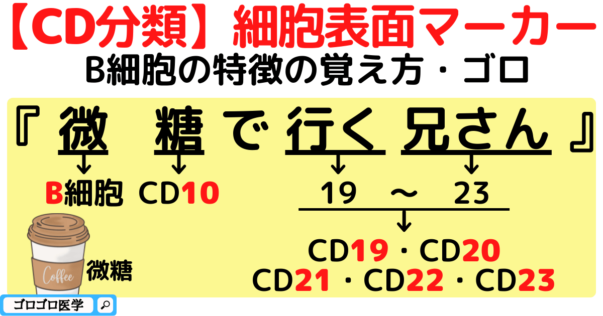 【CD分類】T細胞-B細胞-NK細胞の表面マーカーの覚え方・ゴロ - ゴロゴロ医学