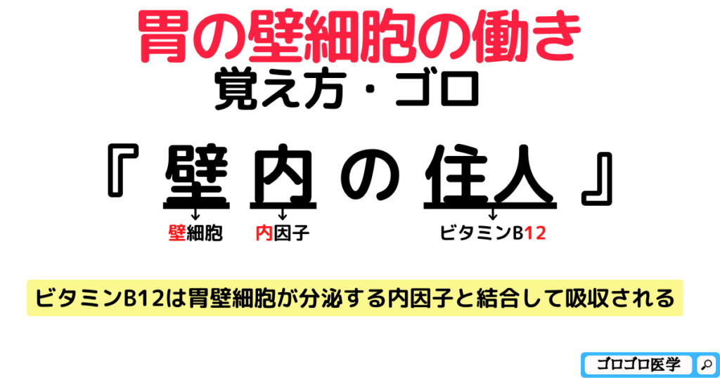 ビタミンB12は胃壁細胞が分泌する内因子と結合して吸収される【覚え方・ゴロ】