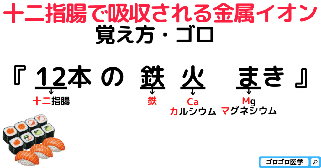 十二指腸で吸収される金属イオンの覚え方・ゴロ【CBT国試対策】
『鉄Fe・カルシウムCa・マグネシウムMg』