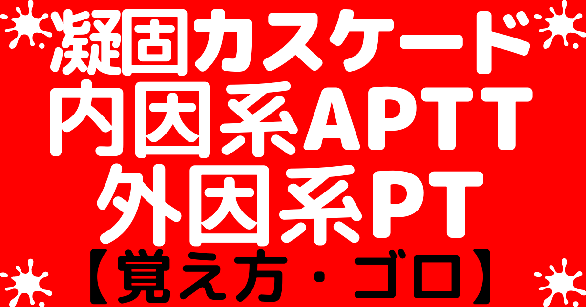 【凝固カスケード】内因系APTT・外因系PT・共通系の覚え方・ゴロ