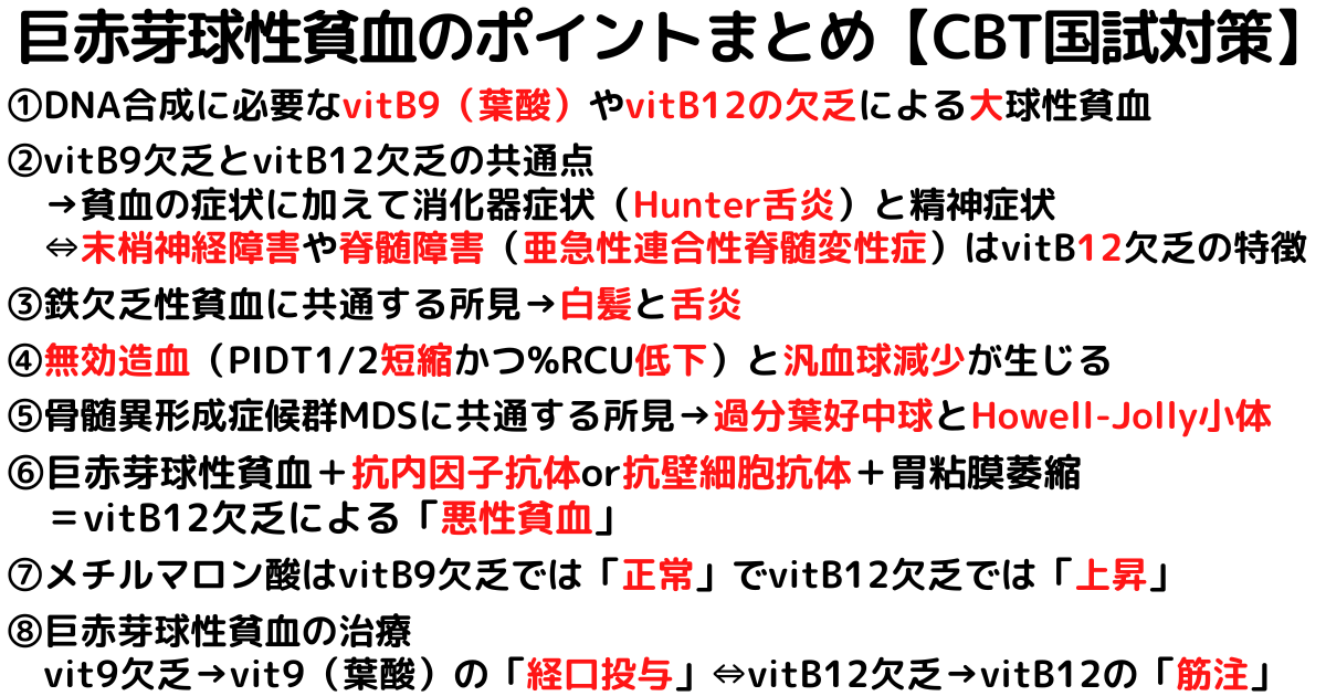 巨赤芽球性貧血とは？原因症状特徴の覚え方・ゴロまとめ【CBT国試対策】 ゴロゴロ医学