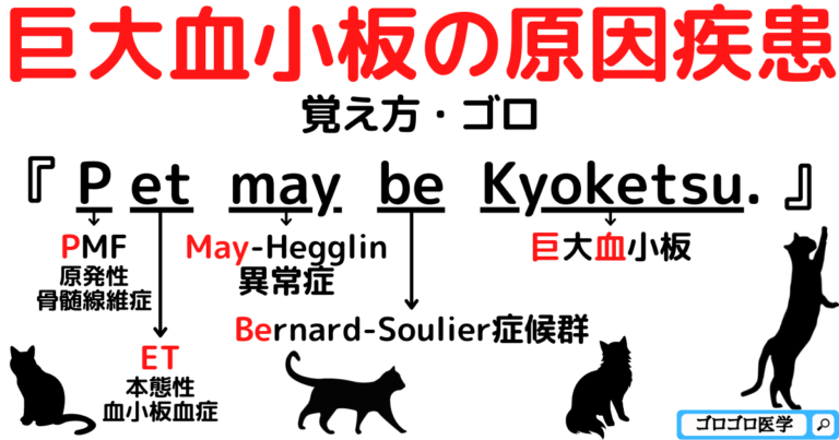 【鑑別】巨大血小板の定義と原因疾患の覚え方・ゴロ【CBT国試対策】 ゴロゴロ医学
