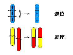 【急性白血病FAB分類】M2M3M4L3の染色体異常-転座-逆位の覚え方・ゴロ-相互転座と逆位とは？