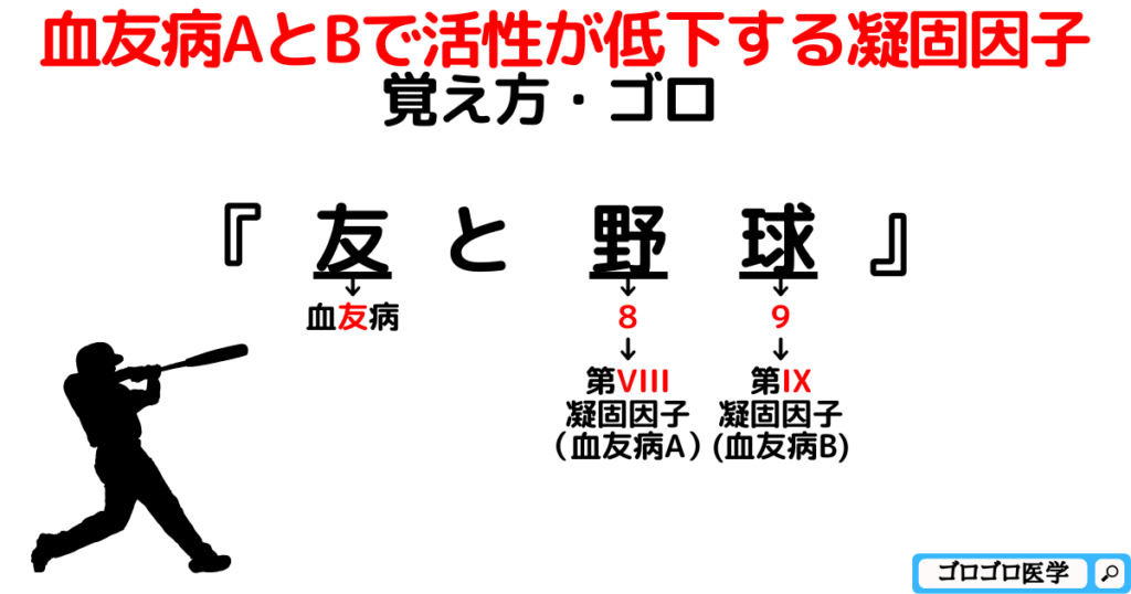 血友病AとBで活性が低下する凝固因子の覚え方・ゴロ【CBT国試対策】