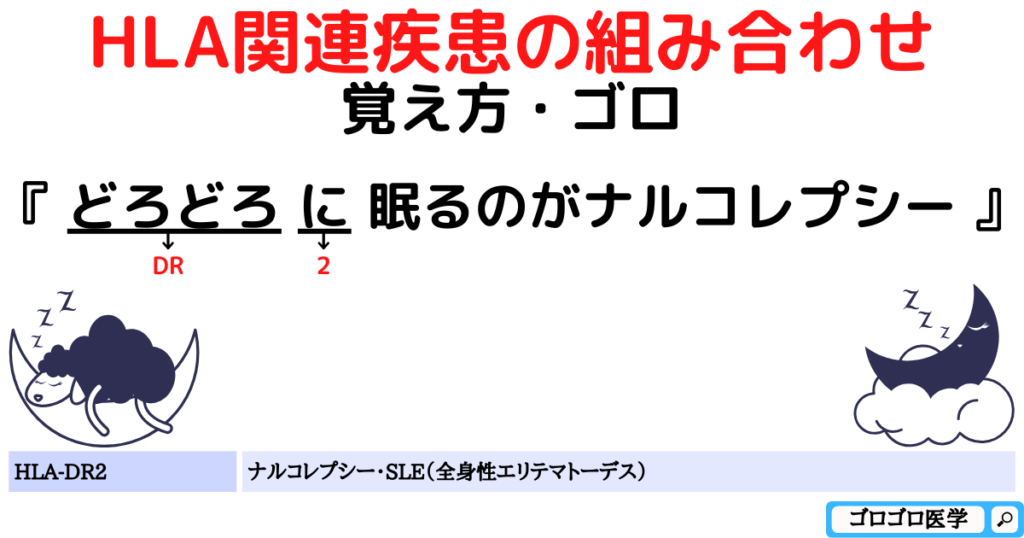 HLA-DR2：ナルコレプシーの覚え方・ゴロ