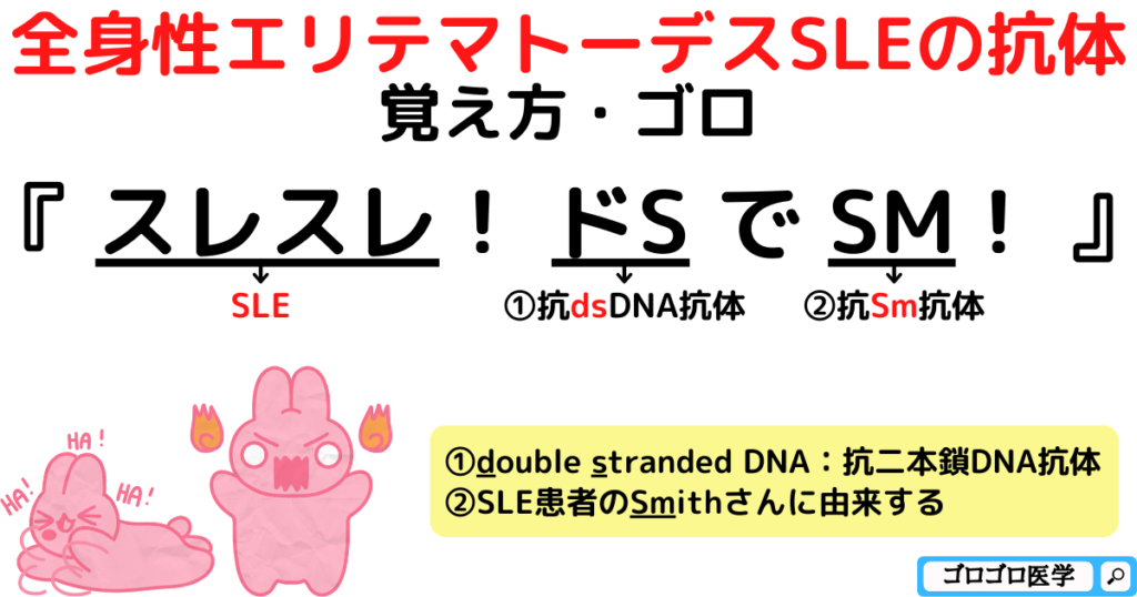 全身性エリテマトーデスSLEの抗体の覚え方・ゴロ【CBT国試対策】