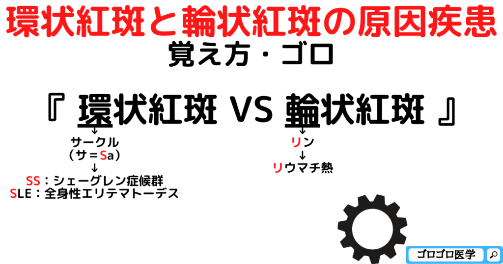 環状紅斑と輪状紅斑の違いと原因疾患の覚え方・ゴロ【CBT国試対策】