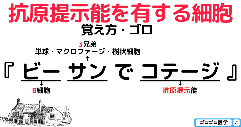 貪食能や抗原提示能を有する細胞の区別と覚え方・ゴロ【CBT国試対策】