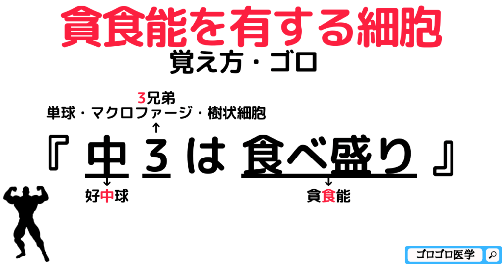 貪食能や抗原提示能を有する細胞の区別と覚え方・ゴロ【CBT国試対策】