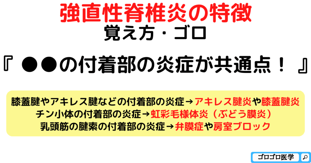 強直性脊椎炎の特徴や鑑別疾患の覚え方・ゴロ【CBT国試対策】