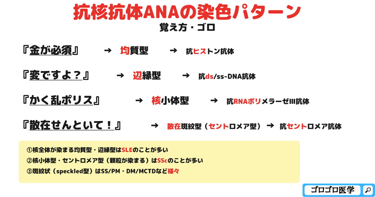 抗核抗体ANAの染色パターンの覚え方・ゴロ【CBT国試対策】