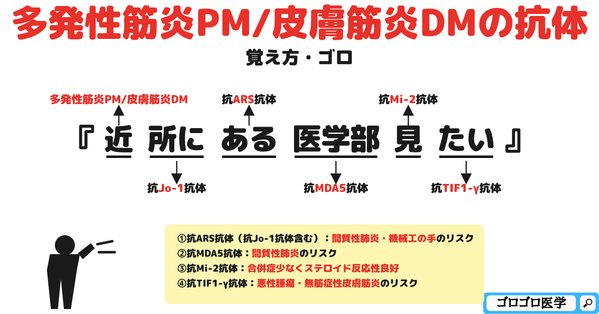 多発性筋炎PM/皮膚筋炎DMの抗体の覚え方・ゴロ【CBT国試対策】