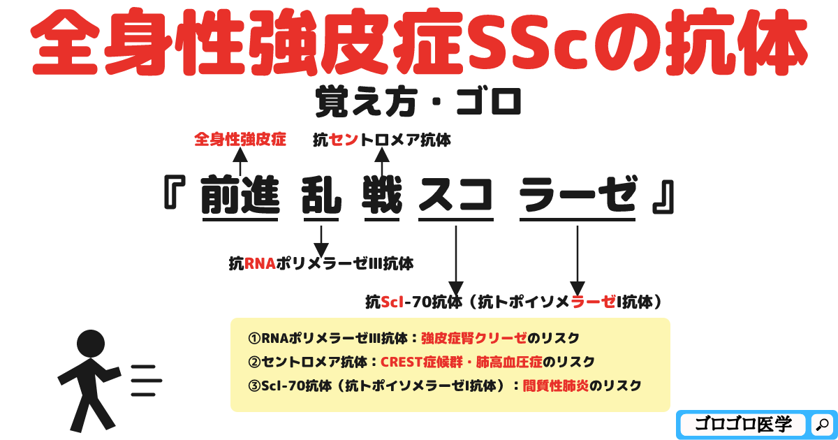 全身性強皮症SScの抗体の覚え方・ゴロ【CBT国試対策】