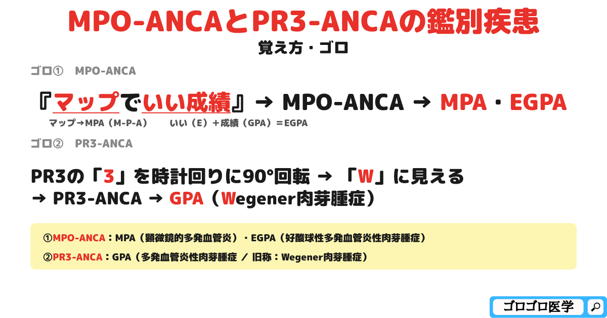 MPO-ANCAとPR3-ANCAの鑑別疾患の覚え方・ゴロ【CBT国試対策】