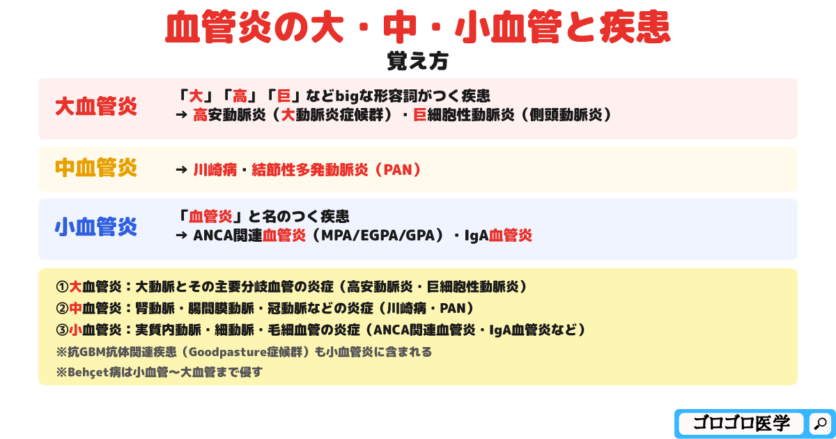 血管炎の大血管・中血管・小血管の覚え方・ゴロ【CBT国試対策】